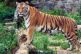 Bengaltiger. Foto: John og Karen Hollingsworth / U.S. Fish and Wildlife Service